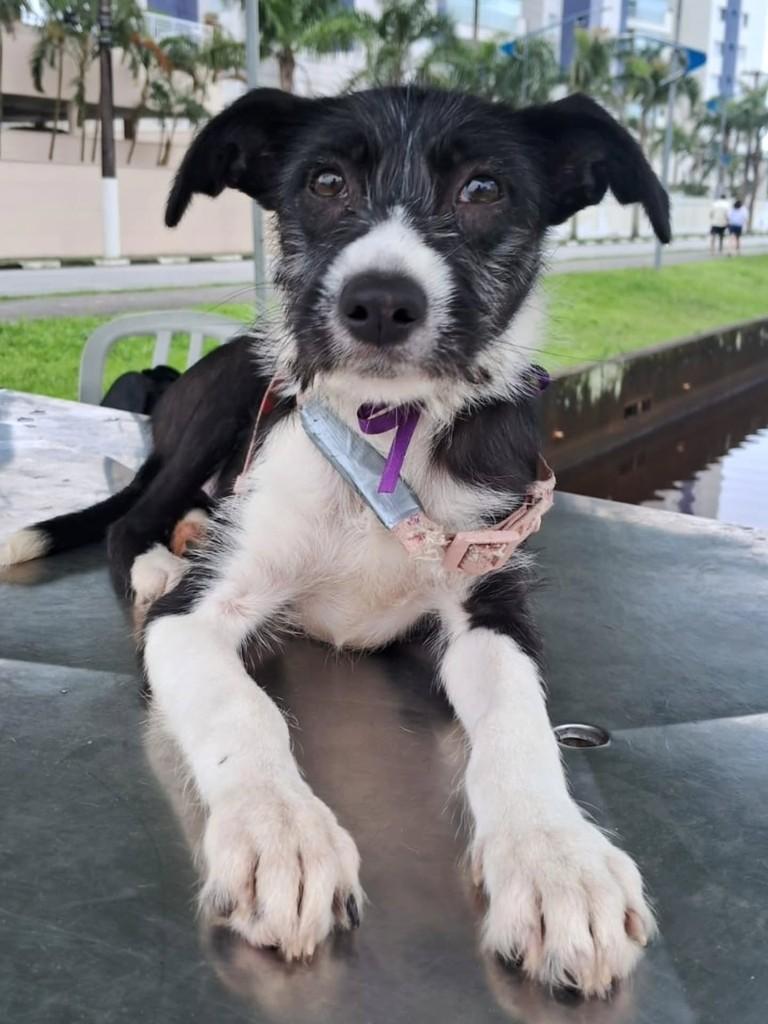 Manga Rosa, cadela de porte pequeno para adoção em Bertioga - SP — foto 2 de 3