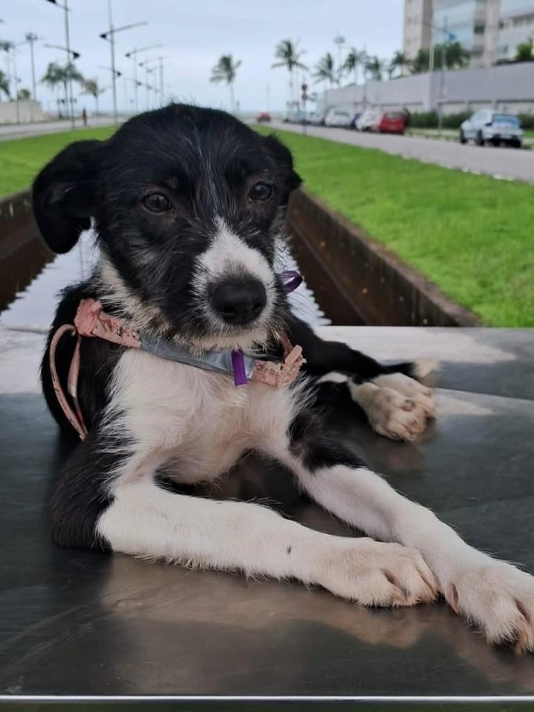 Manga Rosa, cadela de porte pequeno para adoção em Bertioga - SP — foto 3 de 3