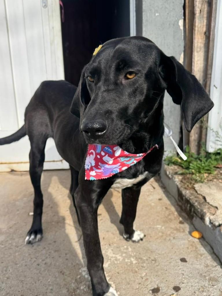 Pretinhaaaa, cachorro de porte grande para adoção em Franca - SP