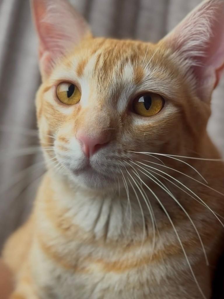 Mika, gato para adoção em Franca - SP