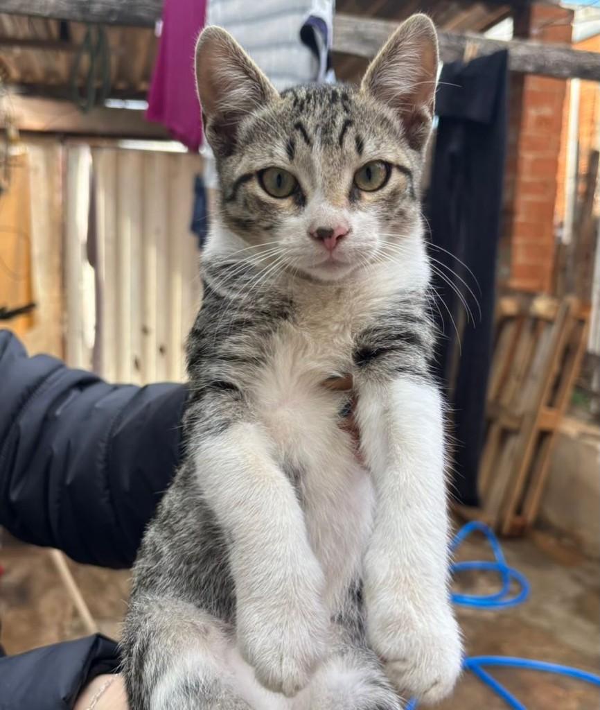Mancho, gato de porte pequeno para adoção em Franca - SP