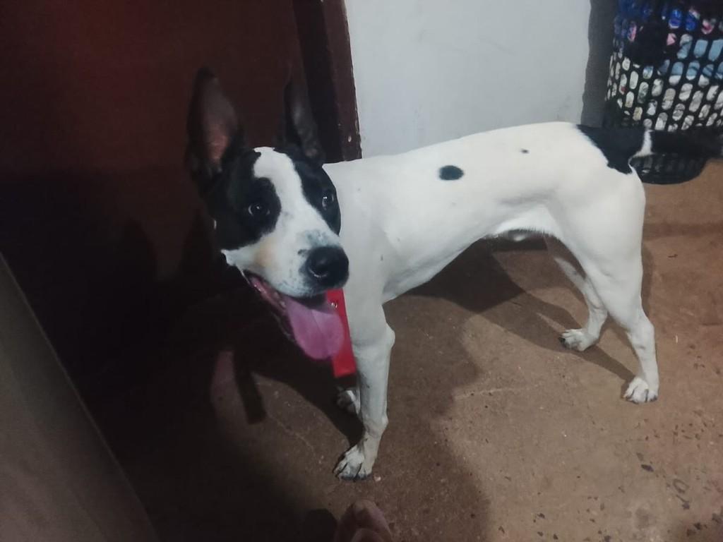 Romeu, cachorro de porte médio para adoção em Franca - SP