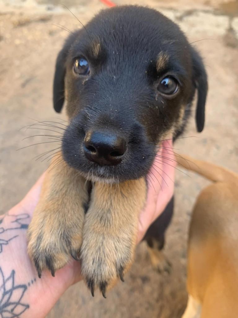 Desconhecido, cachorro de porte médio para adoção em Franca - SP