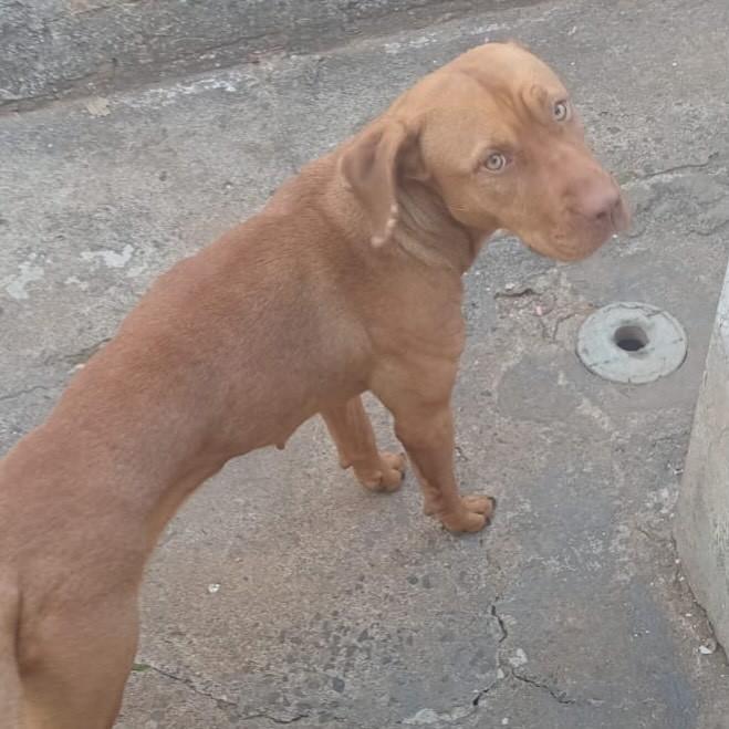 Pandora, cadela de porte médio para adoção em Franca - SP