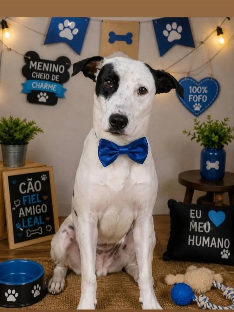 Rex, cachorro de porte médio para adoção em Franca - SP