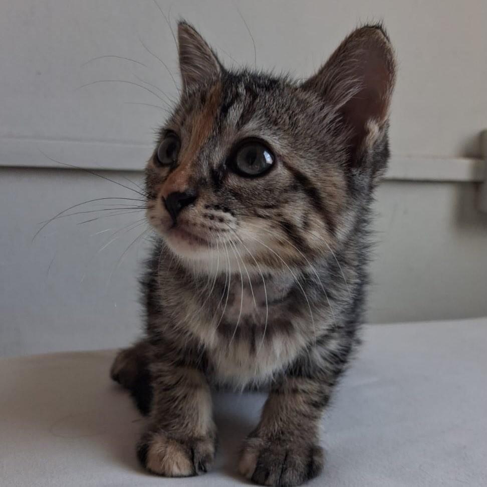 Franca, gata de porte pequeno para adoção em Franca - SP
