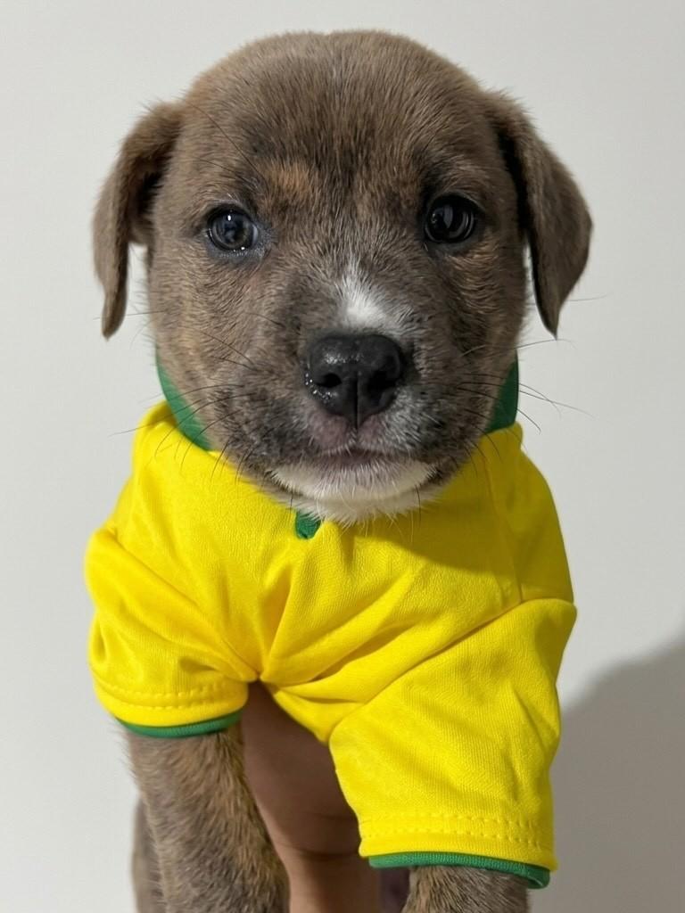 Neymar Júnior, cachorro de porte grande para adoção em Franca - SP