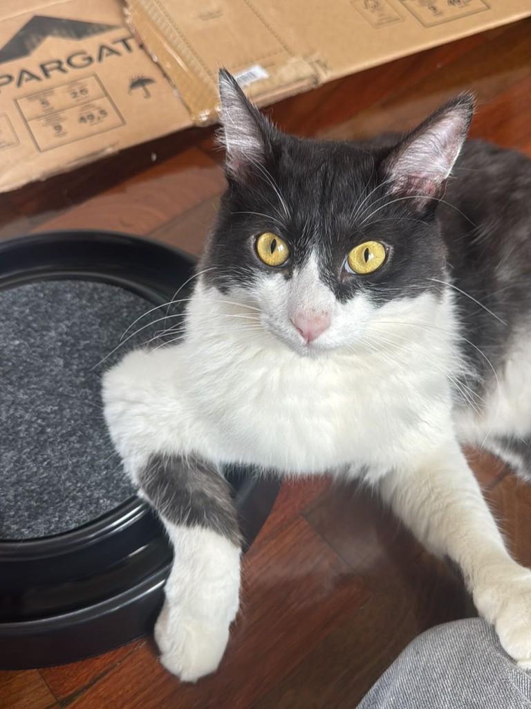 Teo, gato de porte médio para adoção em Franca - SP