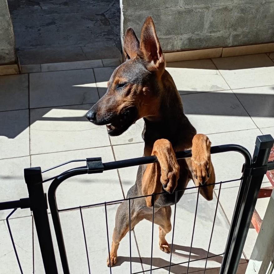Lulu, cadela de porte médio para adoção em Franca - SP
