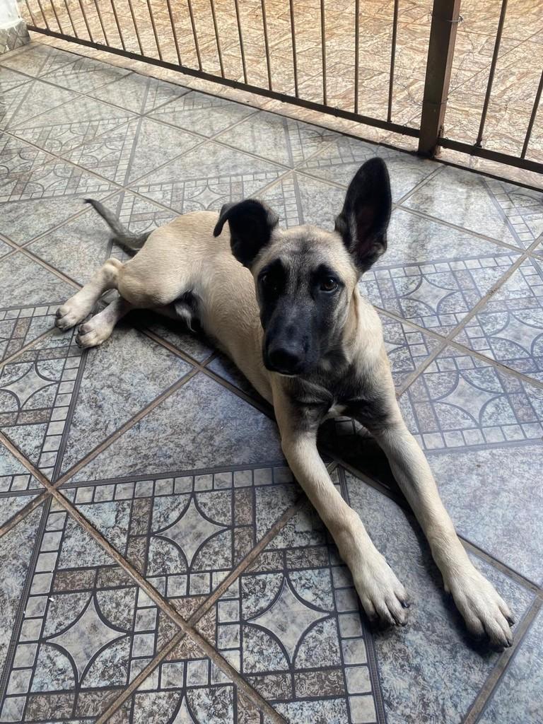 Luck, cachorro de porte médio para adoção em Franca - SP