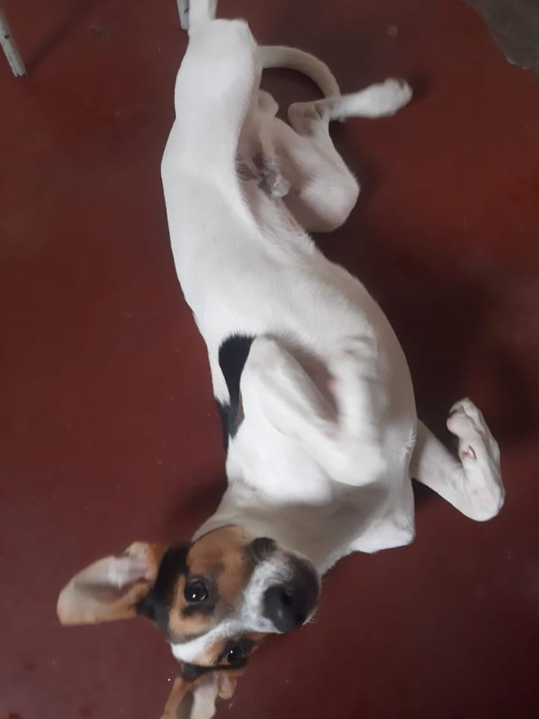 Billy, cachorro de porte pequeno para adoção em Franca - SP
