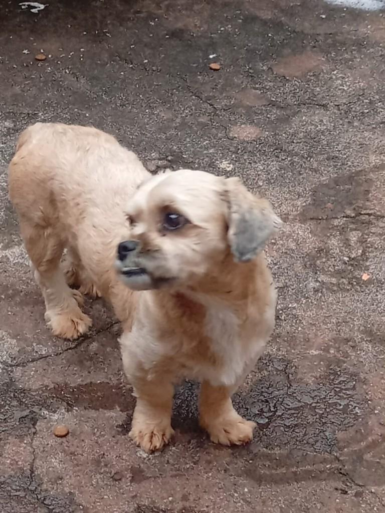 Shitszu, cachorro de porte pequeno para adoção em Franca - SP