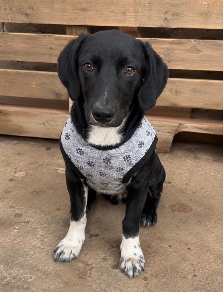 Bento, cachorro de porte médio para adoção em Franca - SP