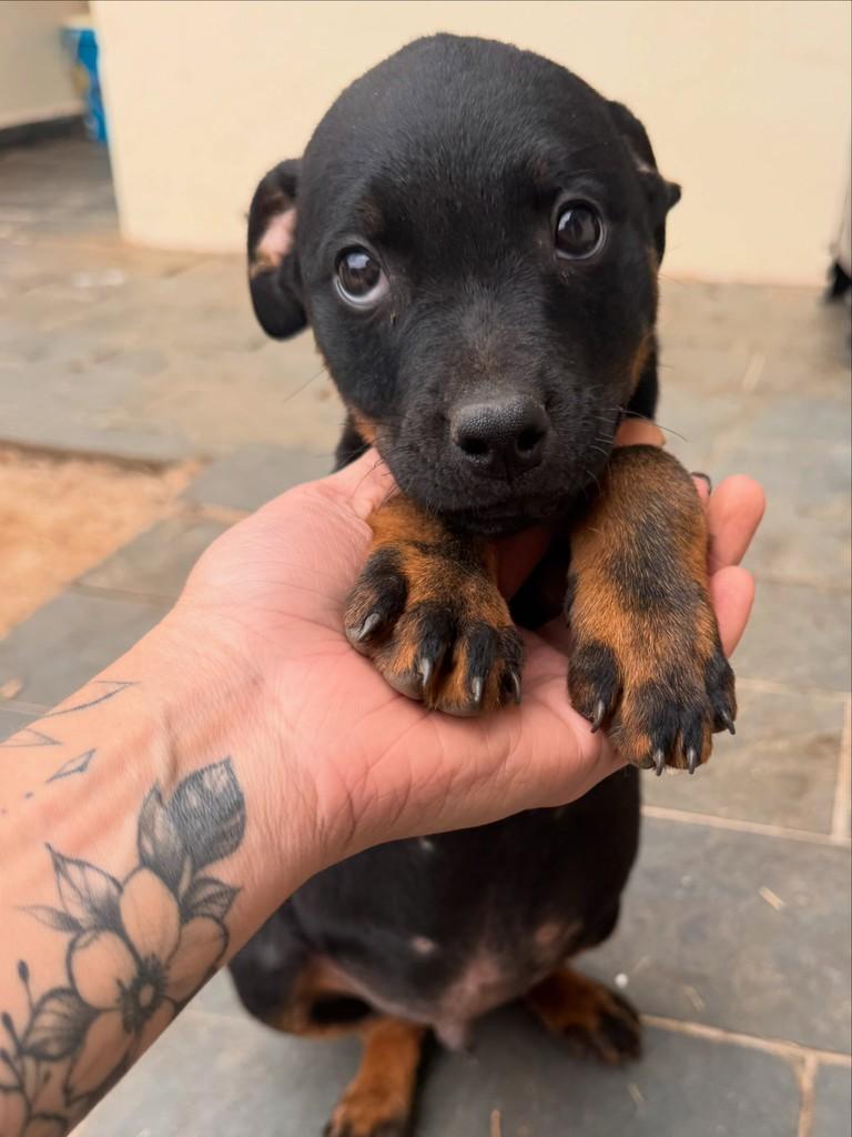 Lucas, cachorro de porte pequeno para adoção em Franca - SP