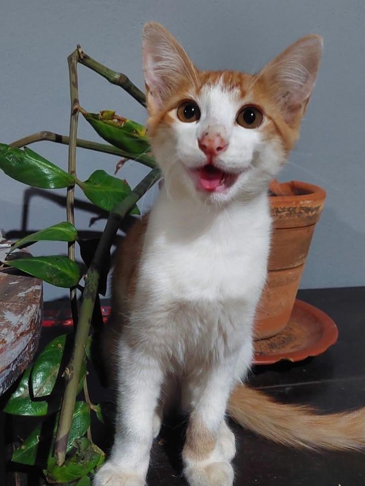 Sonequinha, gato de porte pequeno para adoção em Franca - SP