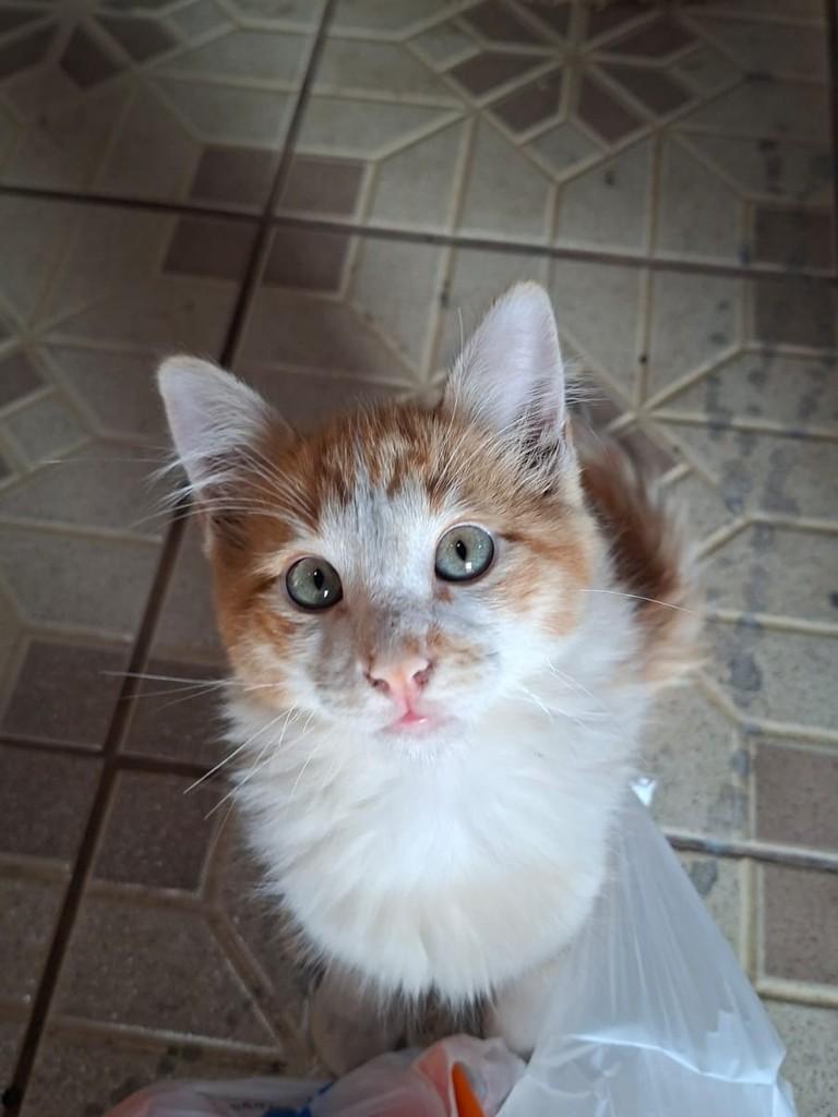 Danadinho, gato de porte pequeno para adoção em Franca - SP