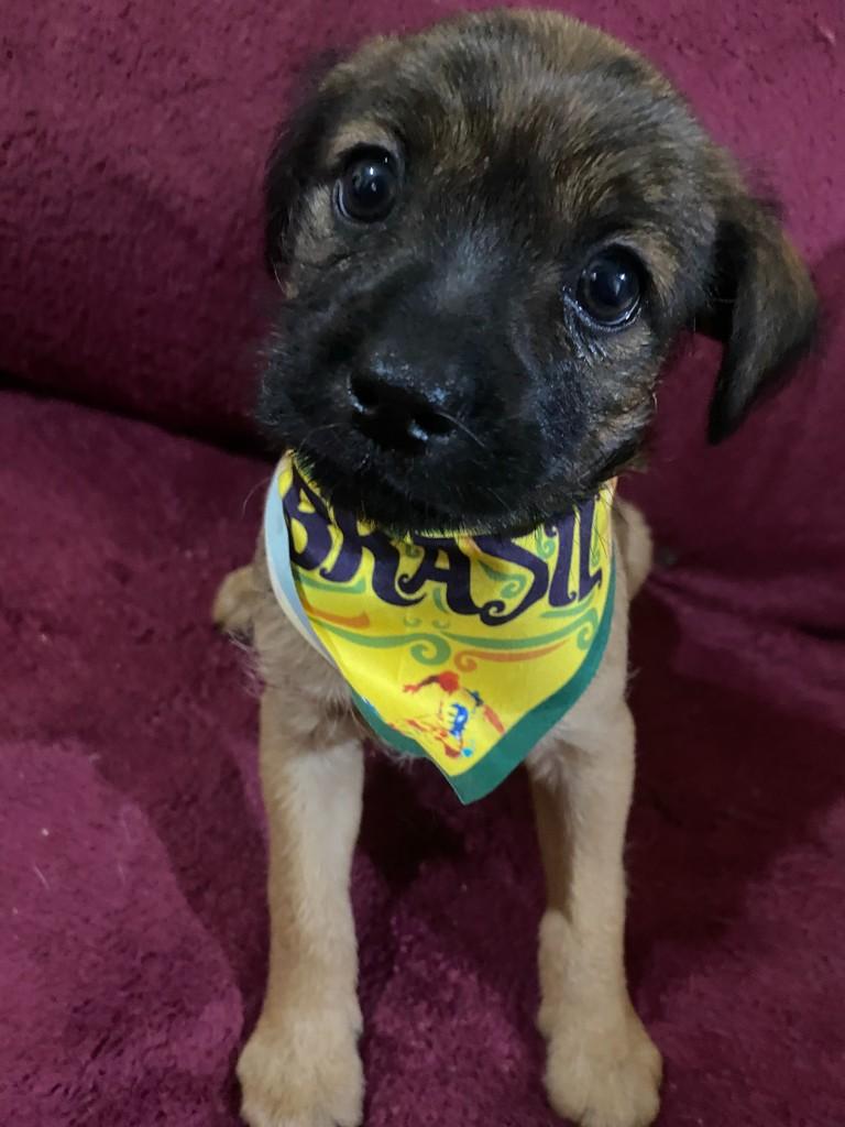 Paqueta, cachorro de porte pequeno para adoção em Franca - SP
