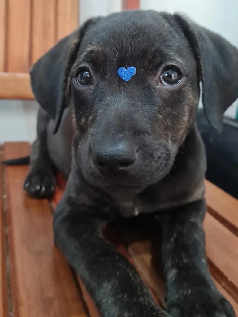 Mocinho, cachorro de porte médio para adoção em Franca - SP