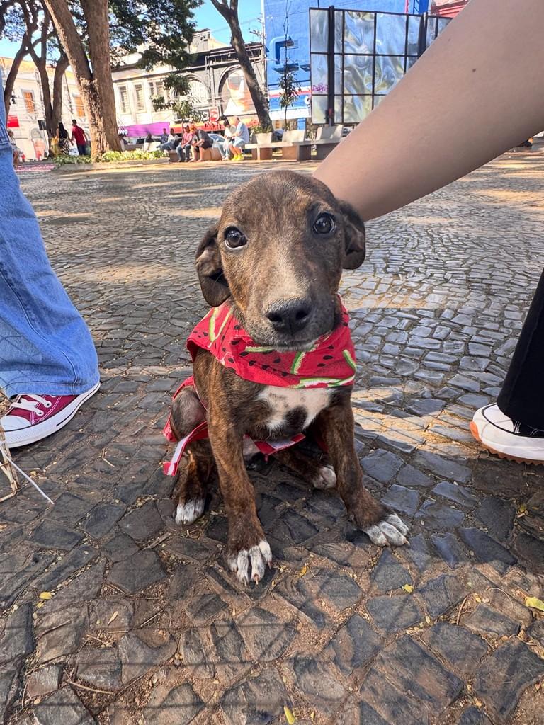 Manu, cadela de porte pequeno para adoção em Franca - SP