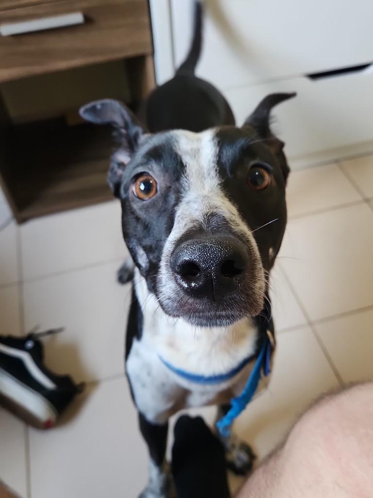 Mocho, cachorro de porte médio para adoção em Franca - SP