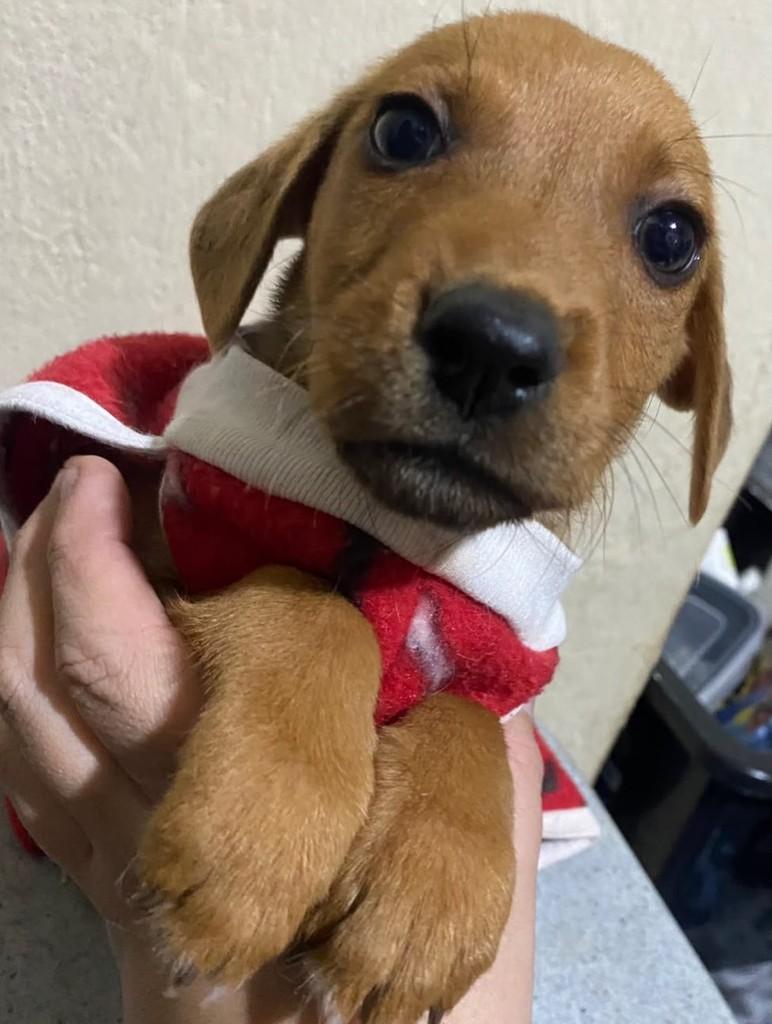 Franca, cachorro de porte pequeno para adoção em Franca - SP