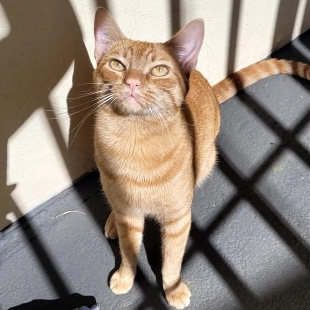 Laranjinha, gato de porte médio para adoção em Franca - SP