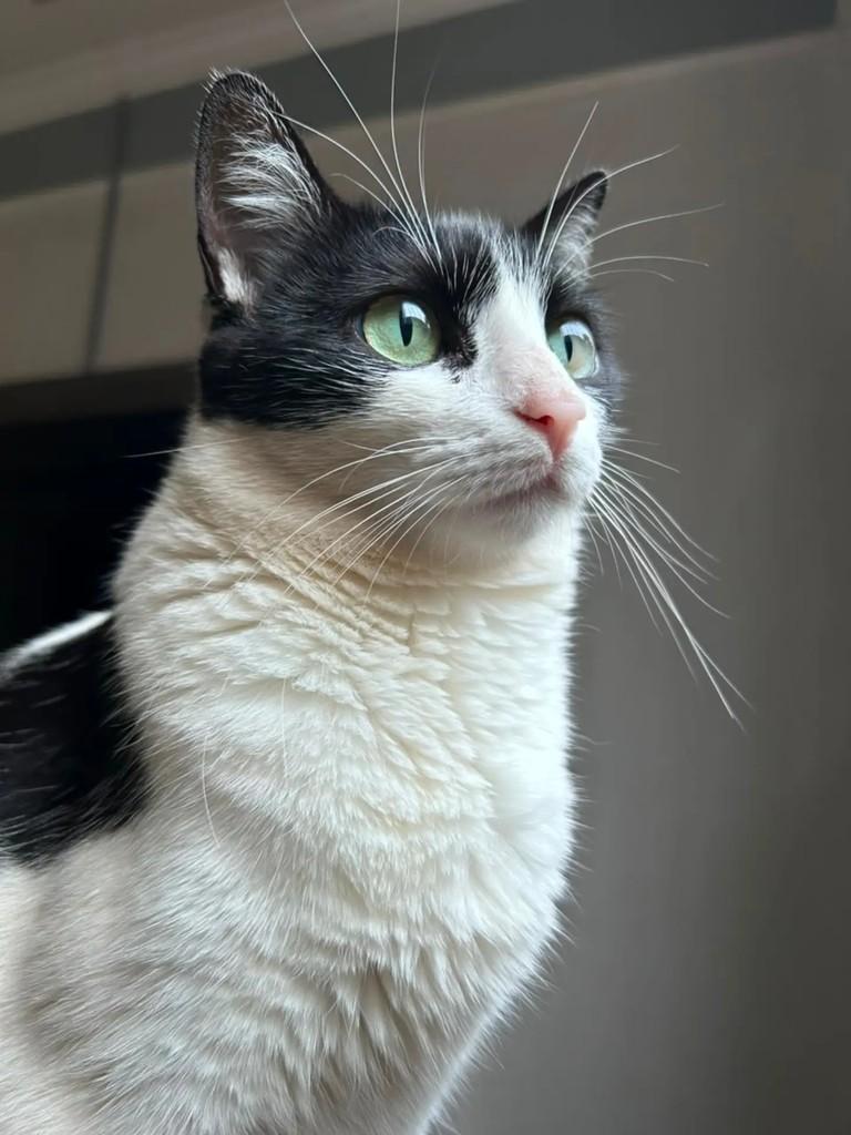 Liz, gata de porte médio para adoção em Franca - SP