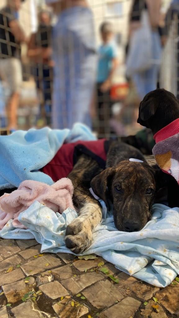 Dudu, cachorro de porte médio para adoção em Franca - SP