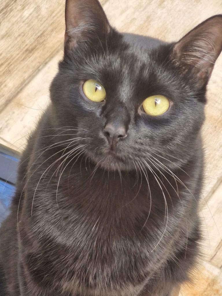 Neno, gato de porte médio para adoção em Franca - SP