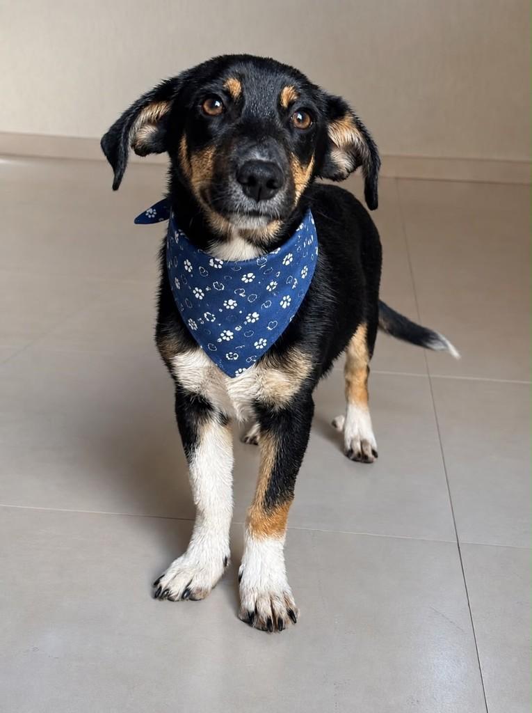 Tobias, cachorro de porte pequeno para adoção em Franca - SP