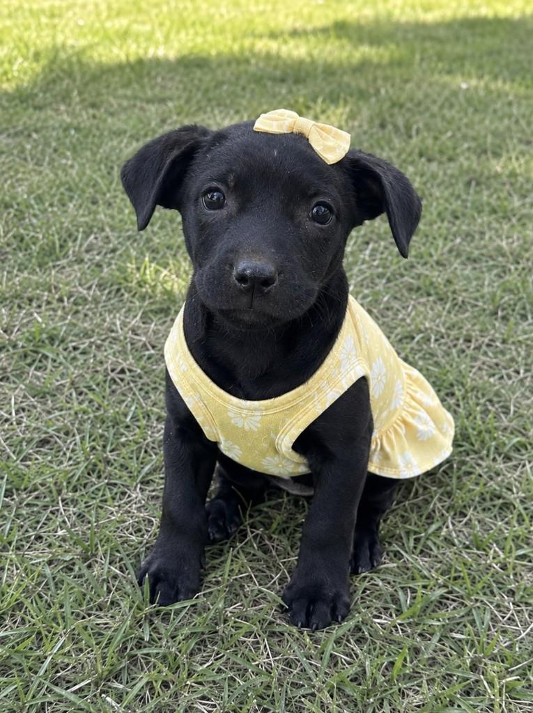 Moana, cadela de porte médio para adoção em Franca - SP