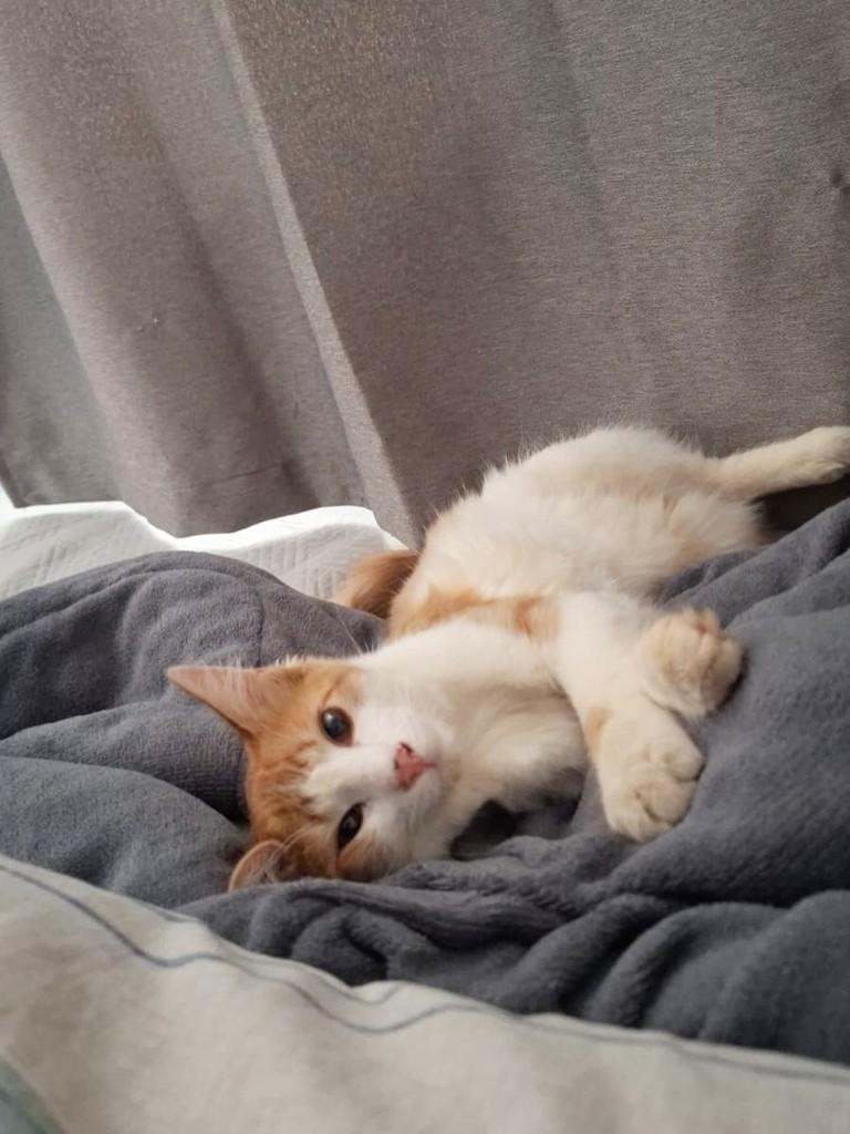 Essa lindo, gato de porte pequeno para adoção em Franca - SP