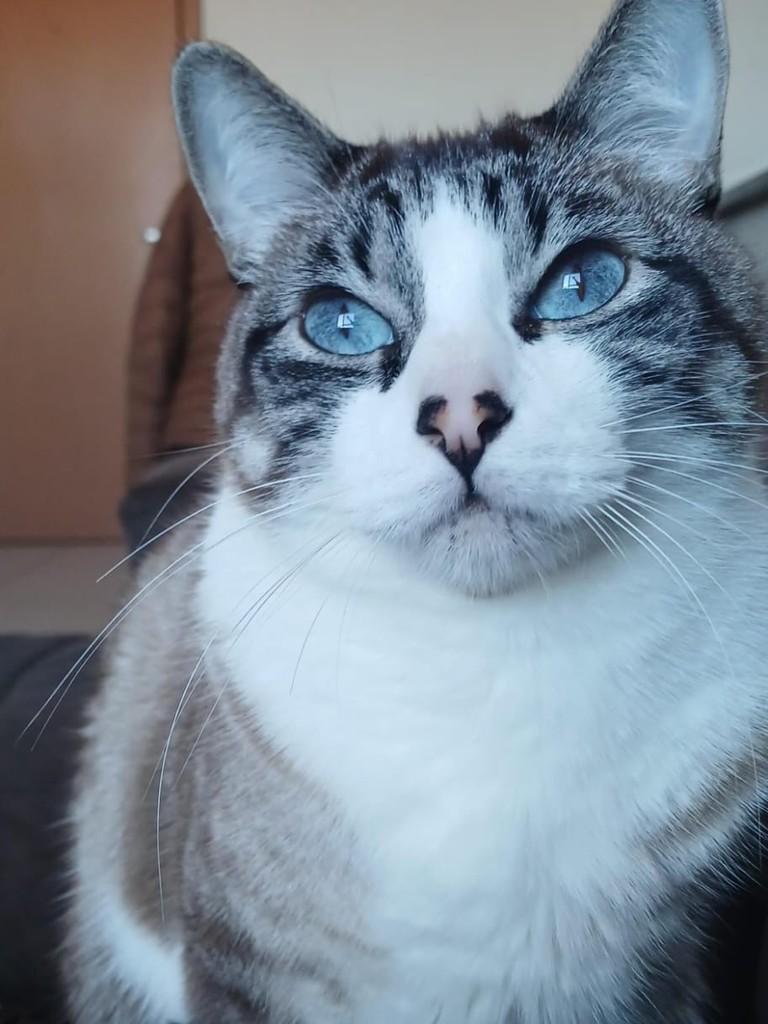 Clarinha, gata de porte médio para adoção em Franca - SP