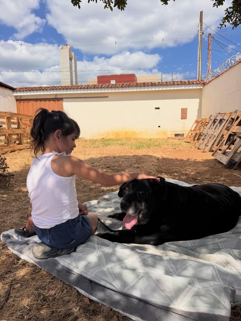 Amora, cadela de porte pequeno para adoção em Franca - SP — foto 5 de 5