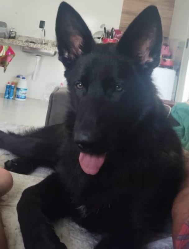 Koda, cachorro de porte médio para adoção em Franca - SP