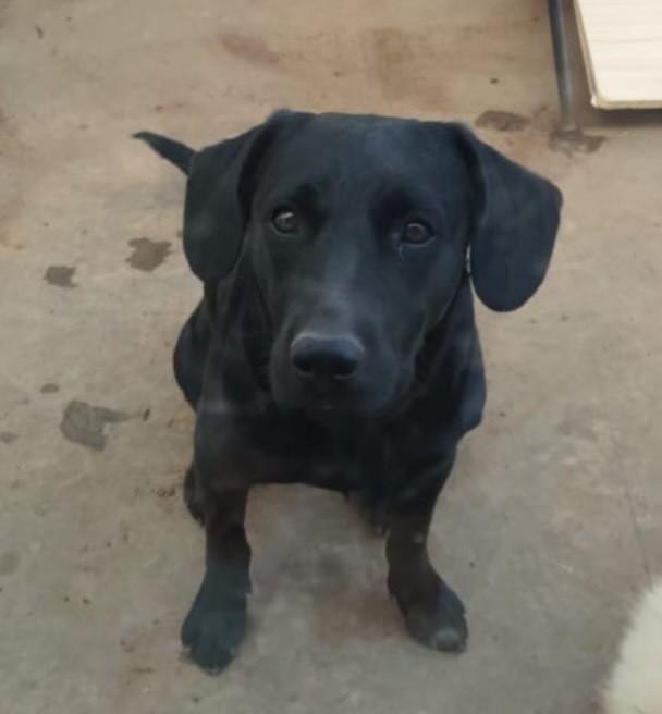 Simba, cachorro de porte médio para adoção em Franca - SP