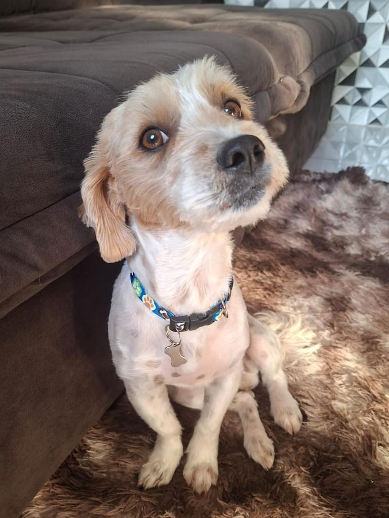 Max, cachorro de porte pequeno para adoção em Franca - SP