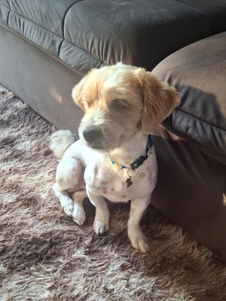 Max, cachorro de porte pequeno para adoção em Franca - SP — foto 2 de 4