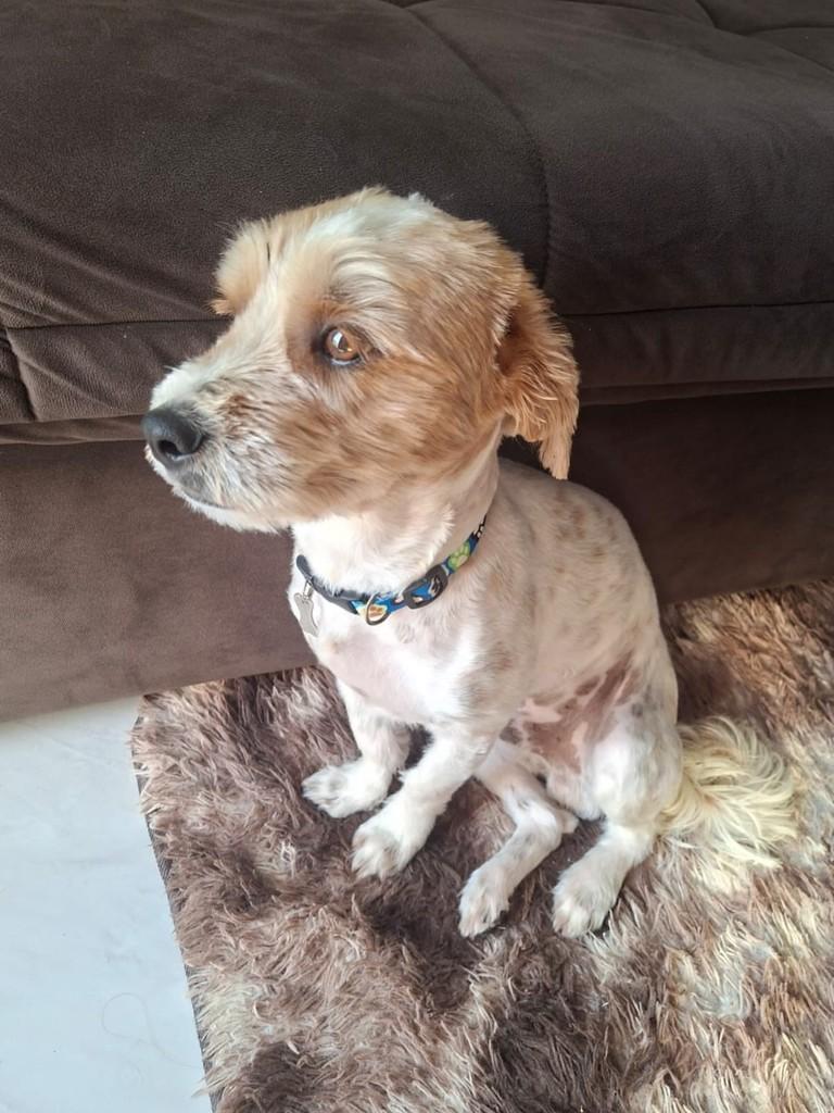 Max, cachorro de porte pequeno para adoção em Franca - SP — foto 3 de 4