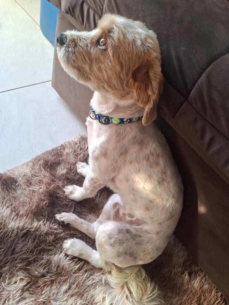 Max, cachorro de porte pequeno para adoção em Franca - SP — foto 4 de 4