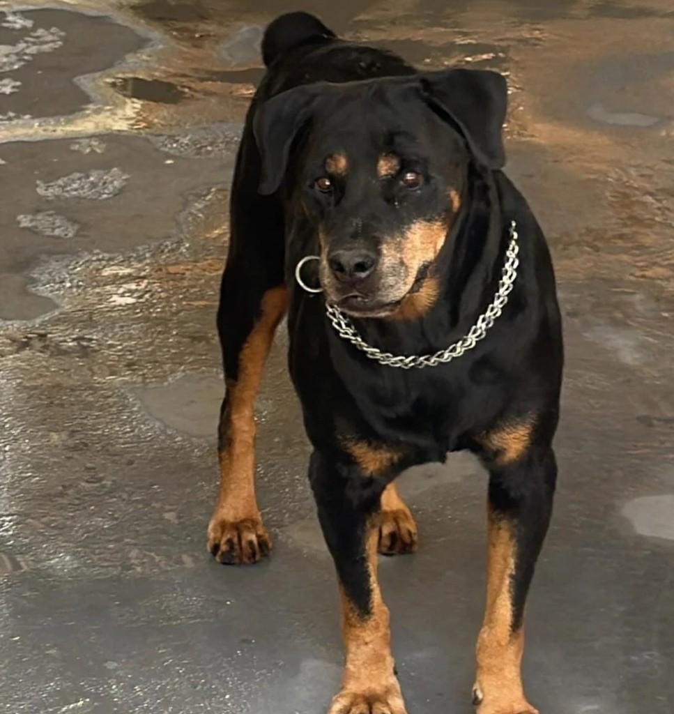 Raissa, cadela de porte grande para adoção em Franca - SP