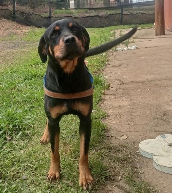 Mel, cadela de porte grande para adoção em Franca - SP