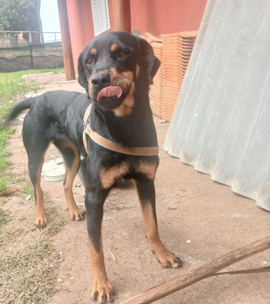 Mel, cadela de porte grande para adoção em Franca - SP — foto 2 de 3