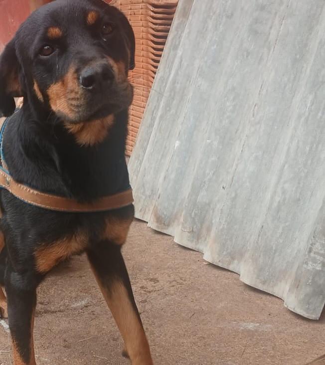 Mel, cadela de porte grande para adoção em Franca - SP — foto 3 de 3