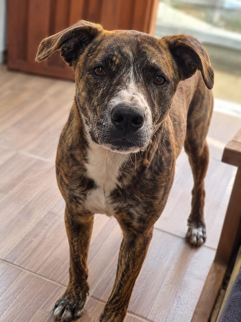 Luki, cachorro de porte grande para adoção em Franca - SP