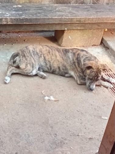 Luki, cachorro de porte grande para adoção em Franca - SP — foto 2 de 2