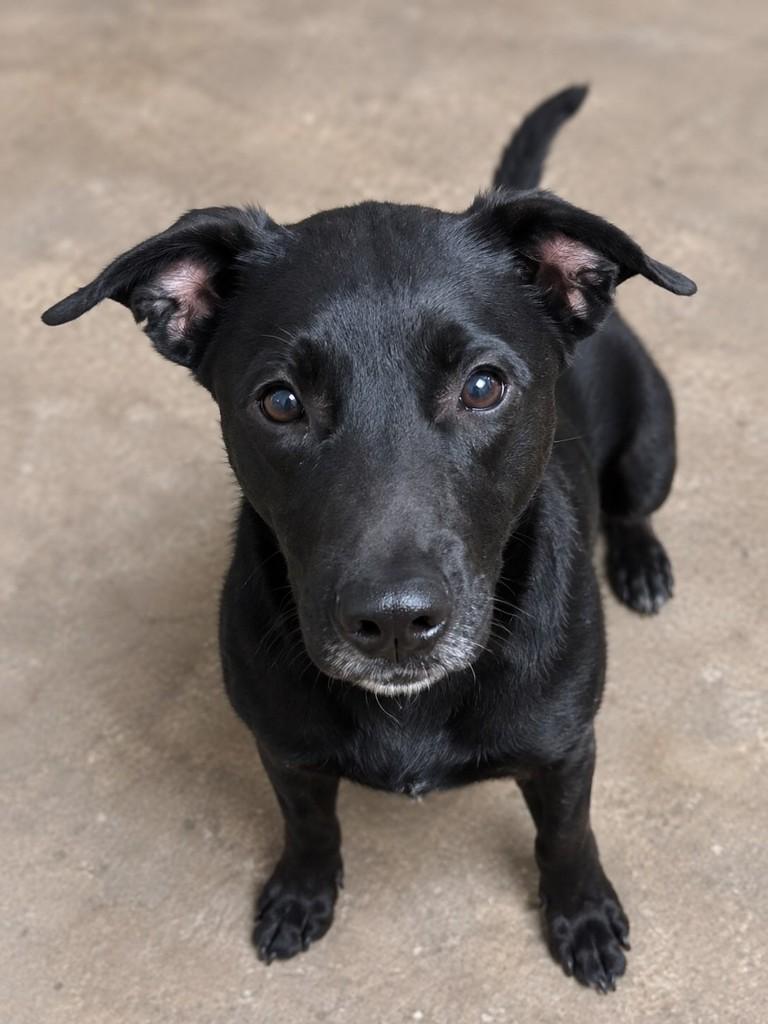 Pretinho, cachorro de porte médio para adoção em Franca - SP