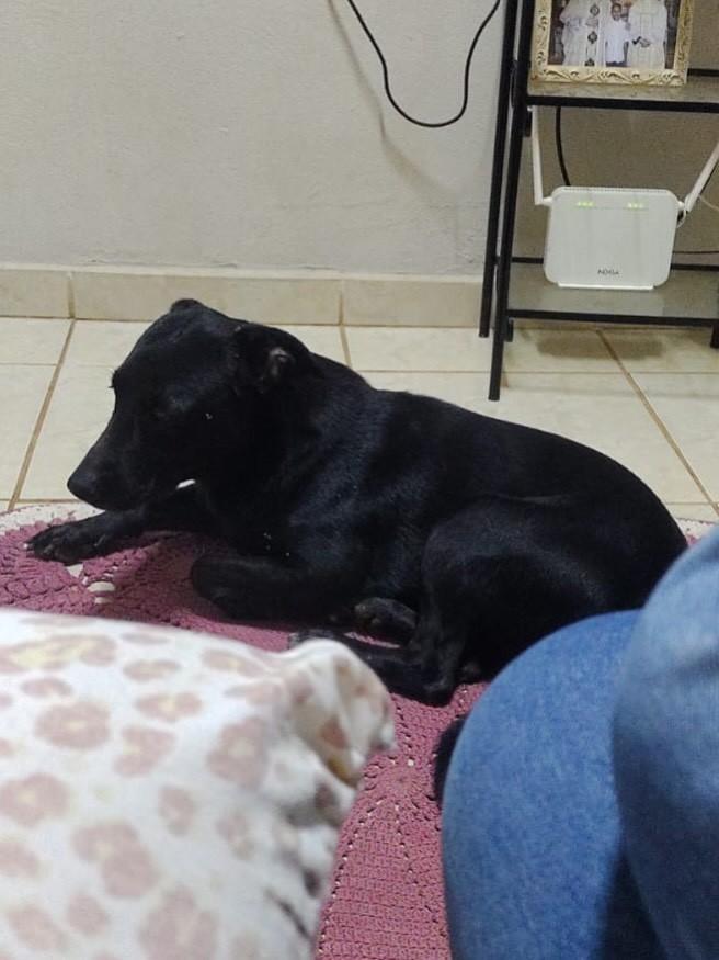 Pretinho, cachorro de porte médio para adoção em Franca - SP — foto 2 de 2