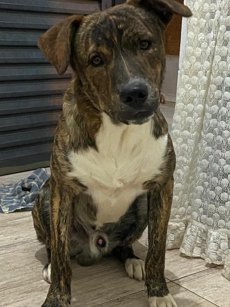 Paçoca, cachorro de porte grande para adoção em Franca - SP