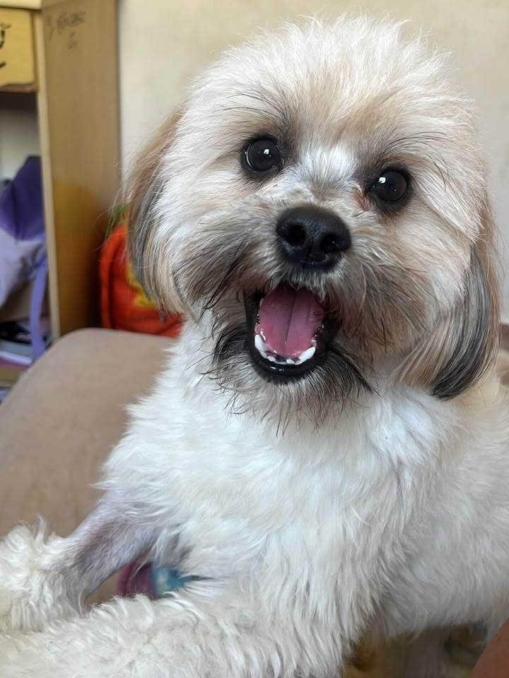 Whisky, cachorro de porte pequeno para adoção em Franca - SP